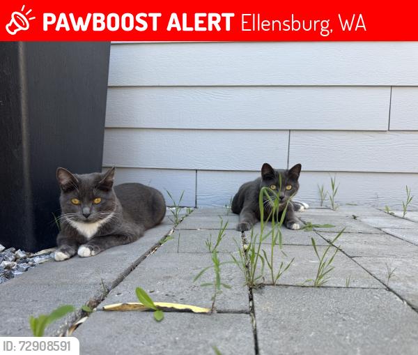 Lost Female Cat last seen Near Vanderbilt Rd, Ellensburg, WA 98926