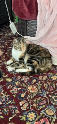 Lost Female Cat last seen Near Rawls Church RdFuquay Varina, NC  27526United States, Fuquay-Varina, NC 27526