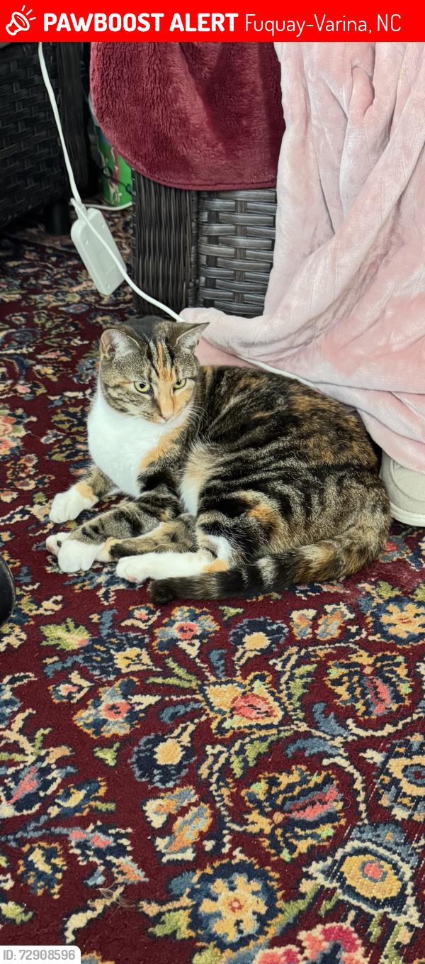 Lost Female Cat last seen Near Rawls Church RdFuquay Varina, NC  27526United States, Fuquay-Varina, NC 27526