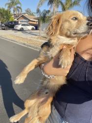 Found/Stray Male Dog last seen White wood and Malagra, Fontana, CA 92336