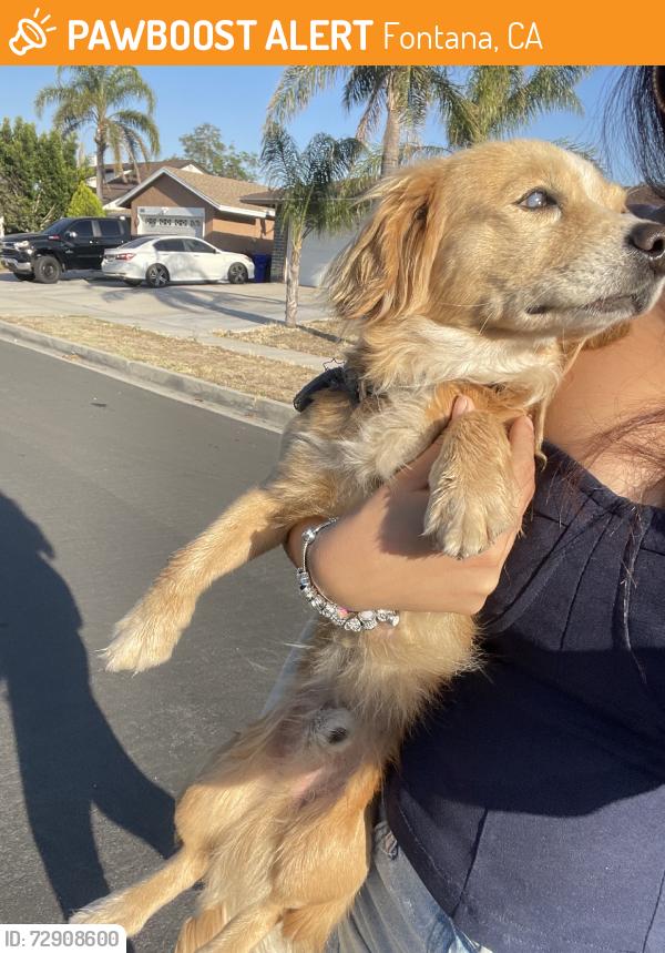 Found/Stray Male Dog last seen White wood and Malagra, Fontana, CA 92336