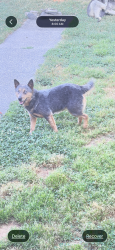 Found/Stray Male Dog last seen Off 66 , Walkertown, NC 27051