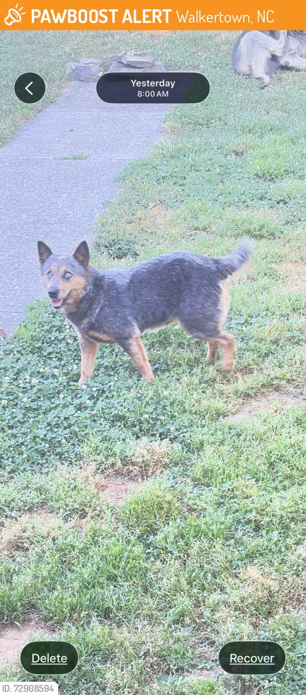Found/Stray Male Dog last seen Off 66 , Walkertown, NC 27051