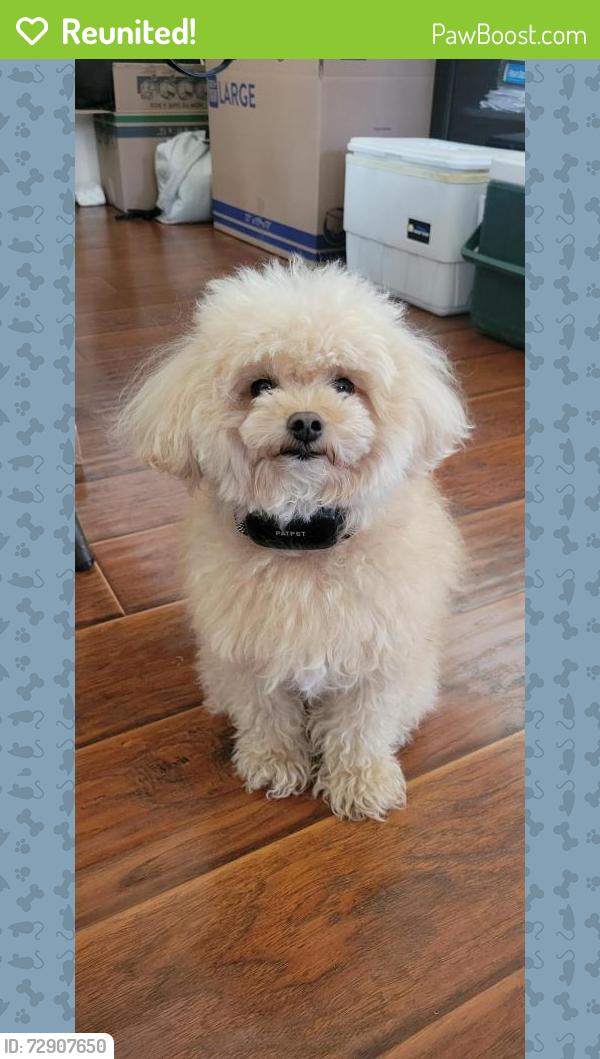 Reunited Male Dog last seen Hillcrest Road and Rosecrans Avenue , Buena Park, CA 90621