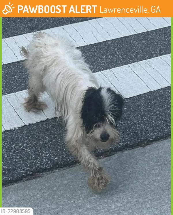 Found/Stray Female Dog last seen Area of Gwinnett County Courthouse , Lawrenceville, GA 30046