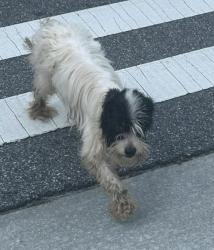 Found/Stray Female Dog last seen Area of Gwinnett County Courthouse , Lawrenceville, GA 30046
