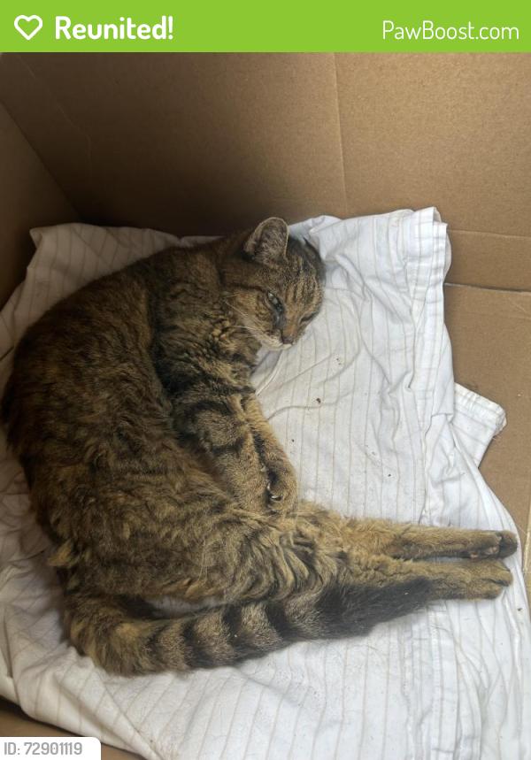 Reunited Female Cat last seen Main Street/ Highland Ave , Peapack and Gladstone, NJ 07931