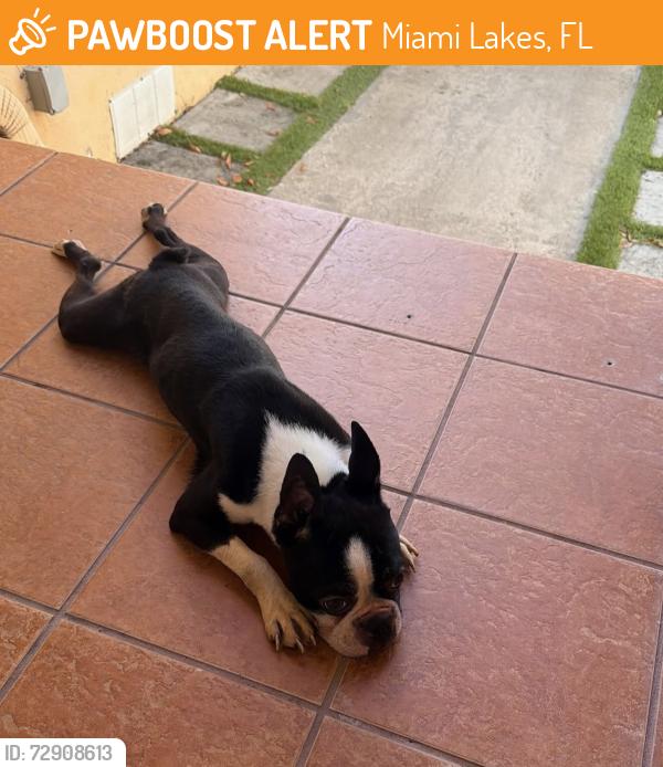 Found/Stray Male Dog last seen 154th Miami lakes drive , Miami Lakes, FL 33014