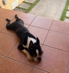Found/Stray Male Dog last seen 154th Miami lakes drive , Miami Lakes, FL 33014