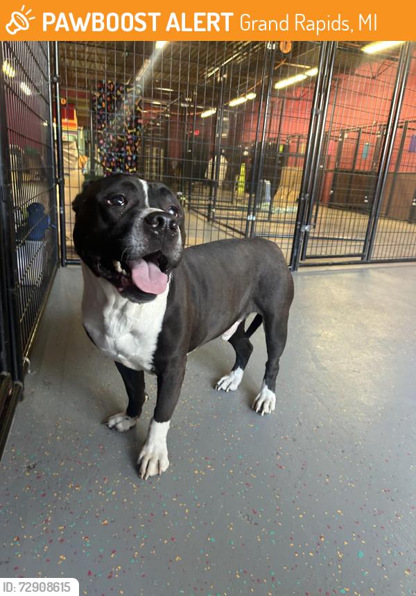 Found/Stray Male Dog last seen Madison and 36th , Grand Rapids, MI 49507