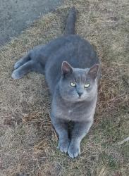 Reunited Male Cat last seen near Groff's Mill park   Harleysville, PA, Lower Salford Township, PA 19438