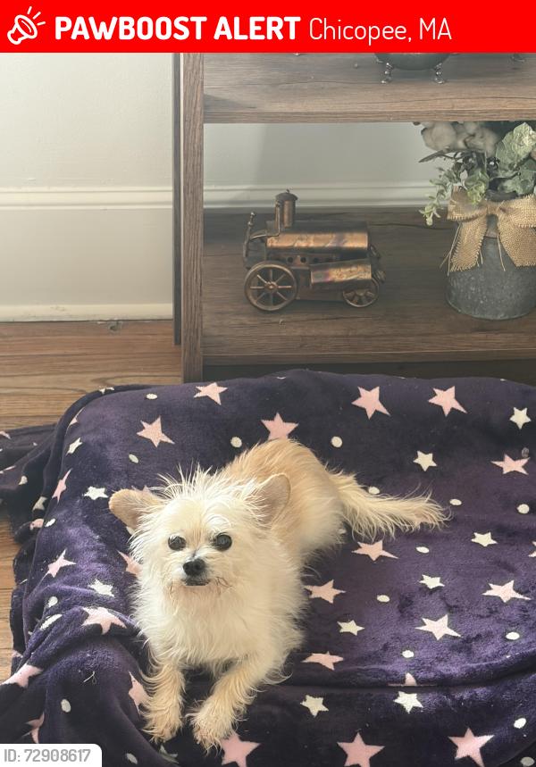 Lost Male Other last seen Near Columba st Chicopee ma , Chicopee, MA 01020