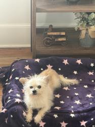 Lost Male Other last seen Near Columba st Chicopee ma , Chicopee, MA 01020