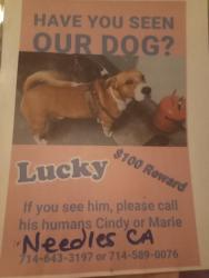 Lost Male Dog last seen Near palm way, Needles, CA 92363