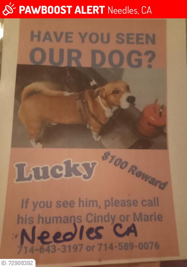 Lost Male Dog last seen Near palm way, Needles, CA 92363