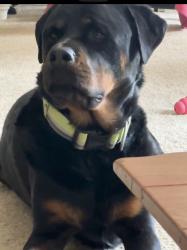 Reunited Male Dog last seen Near n 60th st, Kansas City, KS 66104