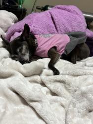 Reunited Female Dog last seen Pine Rd NE, Rio Rancho, NM 87144, USA, Rio Rancho, NM 87144