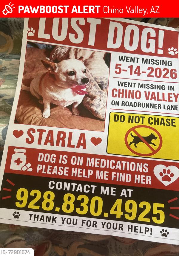 Lost Female Dog last seen Center Street, Chino Valley, AZ 86323