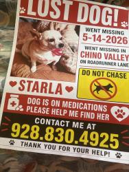 Lost Female Dog last seen Center Street, Chino Valley, AZ 86323
