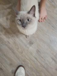 Lost Male Cat last seen Old bethol rd, Crestview, FL 32536