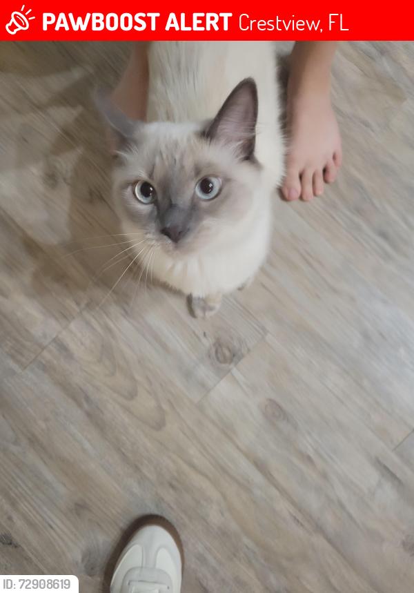 Lost Male Cat last seen Old bethol rd, Crestview, FL 32536