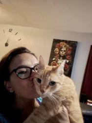 Reunited Male Cat last seen 38th Avenue & 21st Street North, St. Petersburg, FL 33714