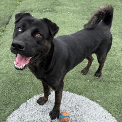 Shelter Stray Male Dog last seen , Memphis, TN 38133