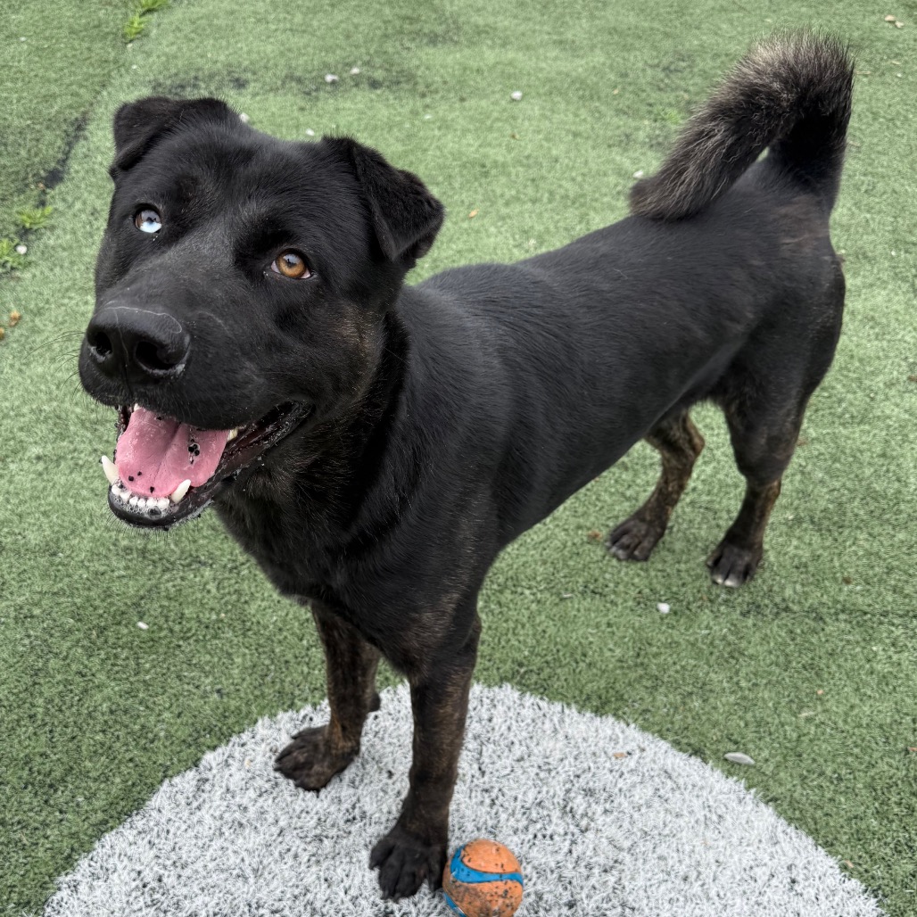 Shelter Stray Male Dog last seen , Memphis, TN 38133