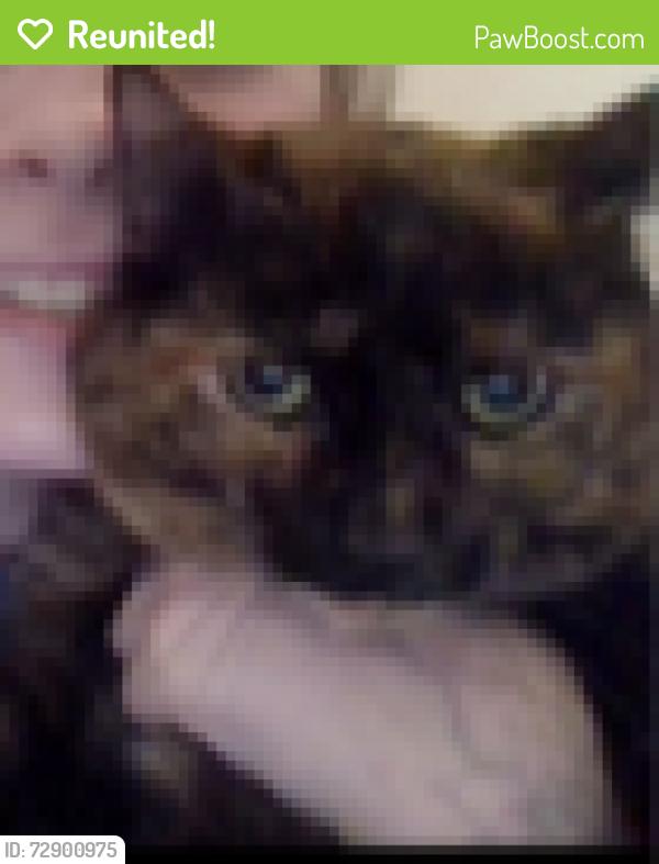 Reunited Female Cat last seen rand & Roaring creek, Garner, NC 27529