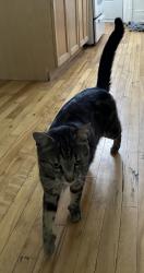 Reunited Male Cat last seen Christophe-Colomb/Laurier, Montréal, QC H2J 3H2