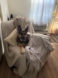 Lost Female Dog last seen Jefferson s, St. Louis, MO 63125