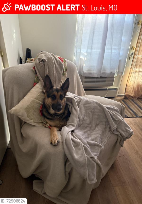 Lost Female Dog last seen Jefferson s, St. Louis, MO 63125