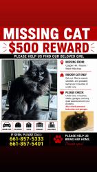 Reunited Female Cat last seen Tesoro and West Hills , Santa Clarita, CA 91354