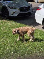 Reunited Unknown Dog last seen Lafayette Ave , Grand Rapids, MI 49505