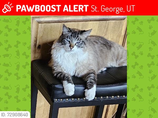Lost Male Cat last seen River Road and 2450 South; Painted Desert Subdivision, St. George, UT 84790