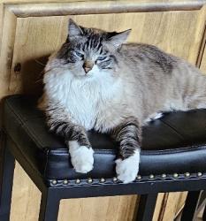 Lost Male Cat last seen River Road and 2450 South; Painted Desert Subdivision, St. George, UT 84790