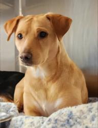 Reunited Female Dog last seen Pebble Beach Dr and Spyglass, Garland, TX 75043