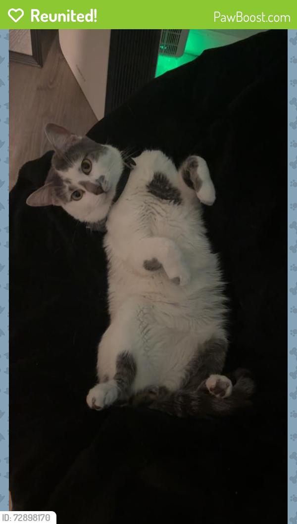 Reunited Male Cat last seen Tamarack St, Central Islip, NY 11722
