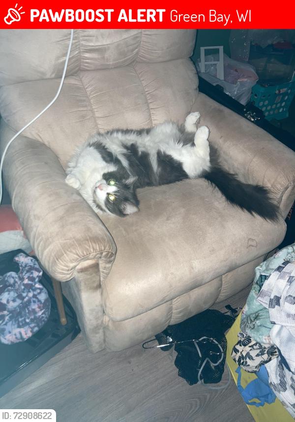 Lost Male Cat last seen Day Street and St George , Green Bay, WI 54302
