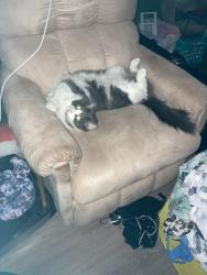 Lost Male Cat last seen Day Street and St George , Green Bay, WI 54302