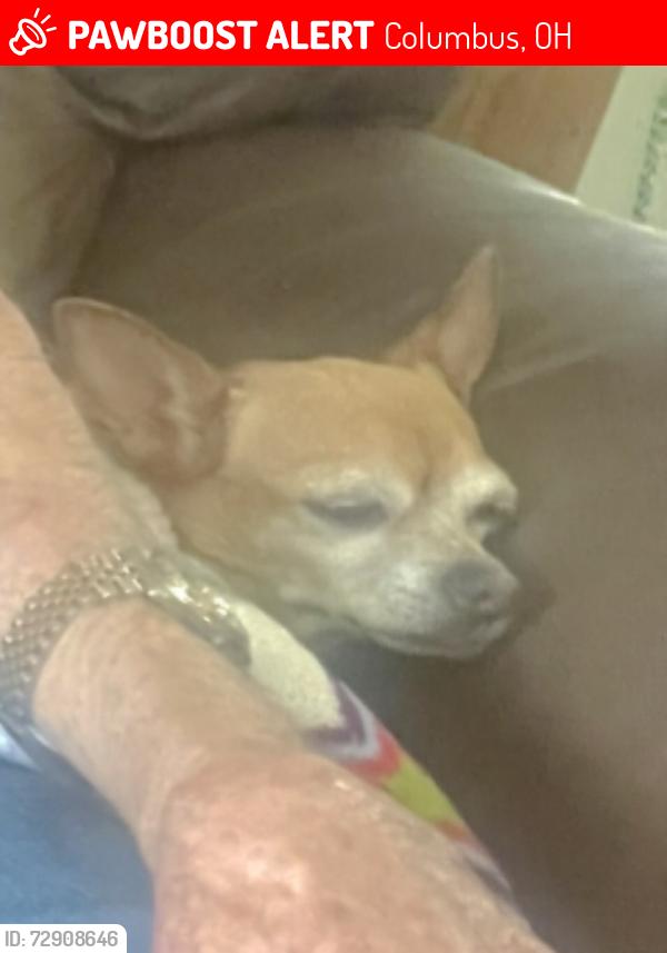 Lost Female Dog last seen Alamo St, Columbus, OH 43211