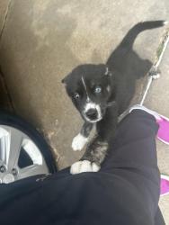 Reunited Male Dog last seen N may and NW 23rd street , Oklahoma City, OK 73106