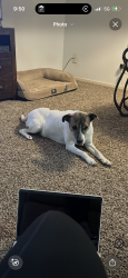 Lost Female Dog last seen Stripes on Howard, San Angelo, TX 76901