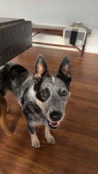 Reunited Female Dog last seen Near NE 15th St, Oklahoma City, OK 73104, USA, Oklahoma City, OK 73104