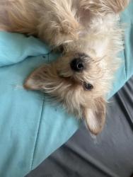 Lost Female Dog last seen Little Armenia , Los Angeles, CA 90029