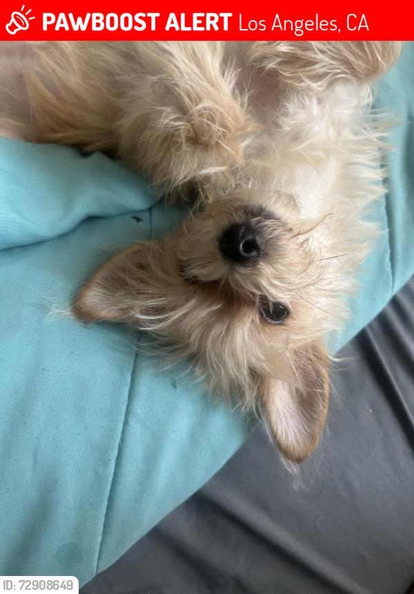 Lost Female Dog last seen Little Armenia , Los Angeles, CA 90029
