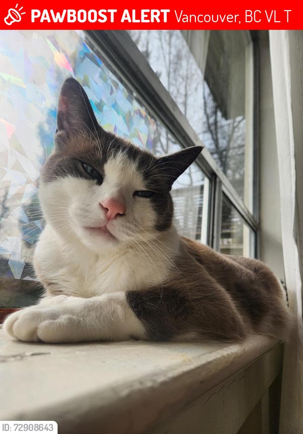 Lost Male Cat last seen Grandview Park, Vancouver, BC V5L 2T3