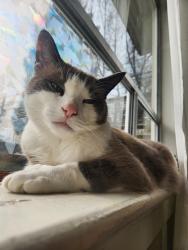 Lost Male Cat last seen Grandview Park, Vancouver, BC V5L 2T3