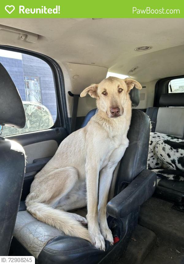 Reunited Male Dog last seen Indiana street ne 87110, Albuquerque, NM 87110
