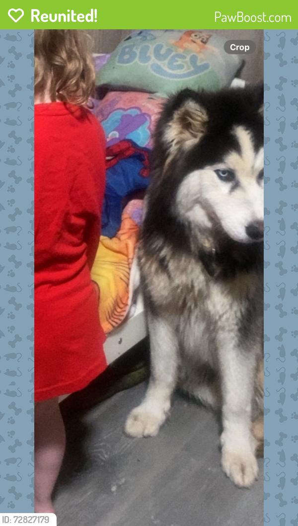 Reunited Male Dog last seen Sycamore st , Van Wert, GA 30153